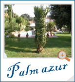 Le concept Palm Azur en application